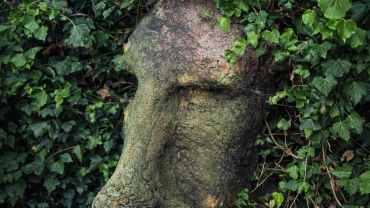 Stenen sculptuur van een menselijk gezicht, deels overwoekerd door klimop, vastgelegd in een natuurlijke tuinomgeving.